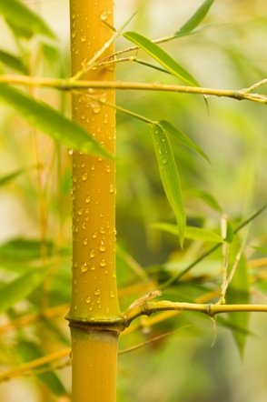 pędy bambusa