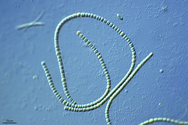 sinice chemikalia fotosynteza