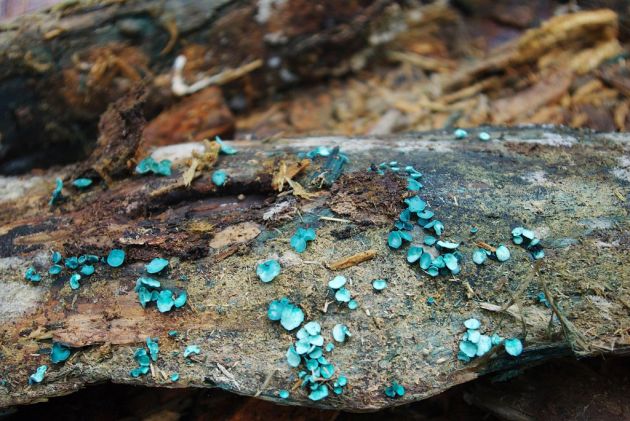 grzyby koloranty farby