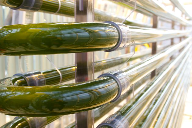 AkzoNobel Photanol chemia CO2 słońce