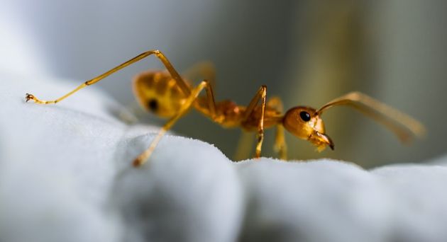 farba mrówki