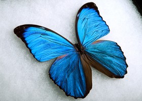 Efekt motyla – kolejne powłoki inspirowane naturą