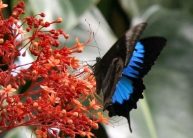 Skrzydła motyli – kolorowy cud natury