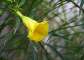 Oleander surowcem do produkcji farb?