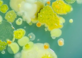 Test LuminUltra natychmiast wykrywa mikroby w farbie