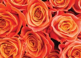 Rose Fusion – łososiowy Kolor Lutego Dunn-Edwards