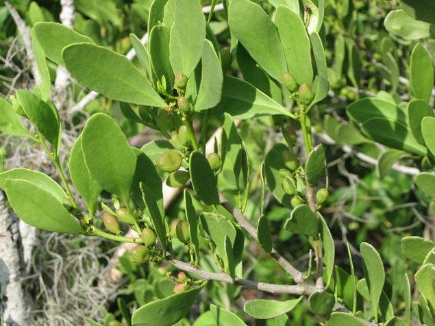 środki przeciwporostowe