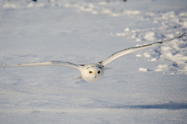 turbiny wiatrowe sowy