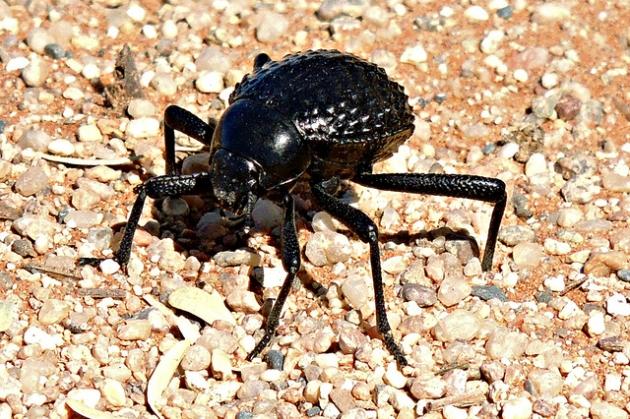 powłoka antyoblodzeniowa pustynny żuk