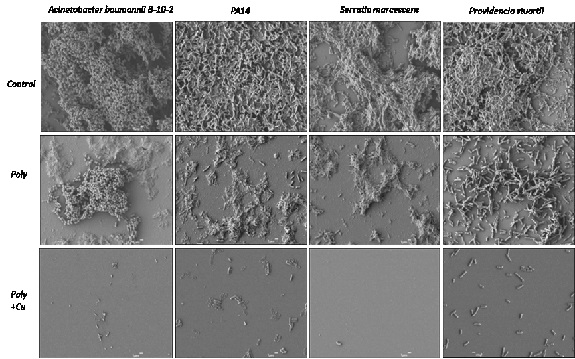 antymikrobowe powłoki