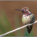 koliber efekt kolibra