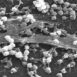 efekt lotosu biofilmy bakterie