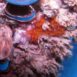 Glofouling Partnership biofouling