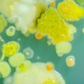 Sanitized mikroby farba