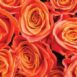 Rose Fusion Kolor Lutego 2020 Dunn-Edwards